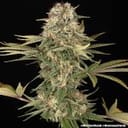 Master Kush Regular strain from Barney's Farm