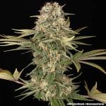 Master Kush Regular strain from Barney's Farm