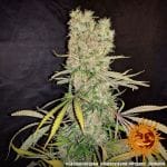 G13 Haze Regelmäßig Saatgut-g13-haze-regular