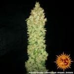 G13 Haze Regular Seeds-g13-haze-regular