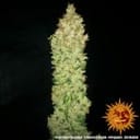 G13 Haze Regelmäßig Saatgut-g13-haze-regular