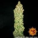 G13 Haze Regulär Samen-g13-haze-regular
