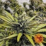 Afghan Hash Plant Regular strain from Barney's Farm