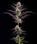 Thin Mint Frosting F1 strain from Barney's Farm