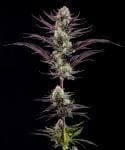 Thin Mint Frosting F1 strain from Barney's Farm