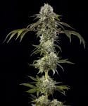 Durban Poison F1 strain from Barney's Farm