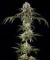 Durban Poison F1 strain from Barney's Farm