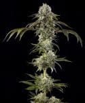 Durban Poison F1 strain from Barney's Farm