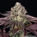 GrandDaddy Purple strain from Barney's Farm