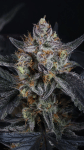 Guava Runtz Auto strain by Fast Buds