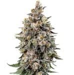 Tuscan Gelato clones by Abakaba Heirlooms
