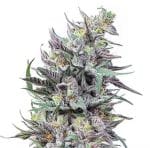 Sherbert Haze clones by Abakaba Heirlooms