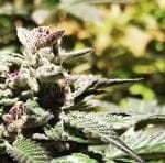 Sherbert Haze clones by Abakaba Heirlooms