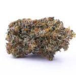 Purple Palm Tree Delight by Abakaba Heirlooms