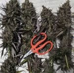 Purple Palm Tree Delight by Abakaba Heirlooms