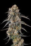 Solazo Feminised strain by Compound Genetics