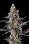 Shake Back Feminised strain by Compound Genetics