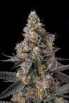 Shake Back Feminised strain by Compound Genetics