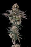 Orange Moon Feminised strain by Compound Genetics