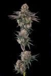 Orange Moon Feminised strain by Compound Genetics
