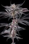 Nakamarra Feminised strain by Compound Genetics
