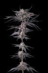 Nakamarra Feminised strain by Compound Genetics