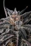 Nakamarra Feminised strain by Compound Genetics