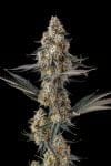 La Llorona Feminised strain by Compound Genetics