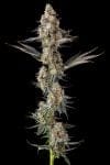 La Llorona Feminised strain by Compound Genetics