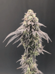 Garlic Mint Sherbet strain from Fast Buds