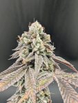 Garlic Mint Sherbet strain from Fast Buds