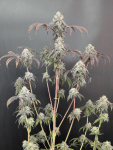 Garlic Mint Sherbet strain from Fast Buds