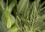 Fruity Durban Feminised strain by Serious Seeds