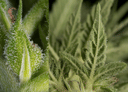 Fruity Durban Feminised strain by Serious Seeds