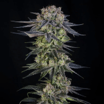 Julian Marley Special strain by Silent Seeds x Julian Marley Collab