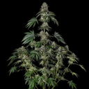 Jamaican Mountain strain by Silent Seeds x Julian Marley