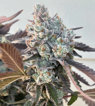 Frostade Feminised strain by Umami Seed Co.