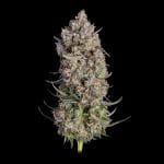 Truffle Bomb Feminised strain by Happy Valley Genetics