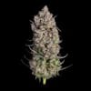 Truffle Bomb Feminised strain by Happy Valley Genetics