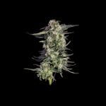 Super Lemon Sunset Feminised strain by Happy Valley Genetics