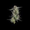 Super Lemon Sunset Feminised strain by Happy Valley Genetics
