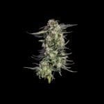 Super Lemon Sunset Feminised strain by Happy Valley Genetics