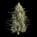 Spice Rack Feminised Seeds-HAVG-SPRA-FEM