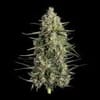 Spice Rack Feminized Seeds-HAVG-SPRA-FEM