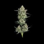 Lemon Quest Feminised strain from Happy Valley Genetics