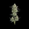 Lemon Quest Feminised strain from Happy Valley Genetics