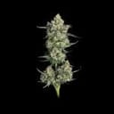 Lemon Quest Feminised strain from Happy Valley Genetics