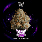 Night Ritual Feminised Seeds-WIZT-NIRI-FEM