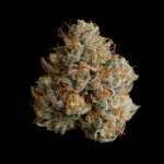 Night Ritual Feminised strain by Wizard Trees