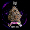 Black Bow Feminised strain by Wizard Trees